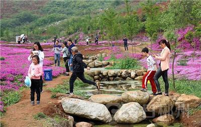 郴州蘇仙區脫貧致富花為媒良田千畝芝櫻盛放